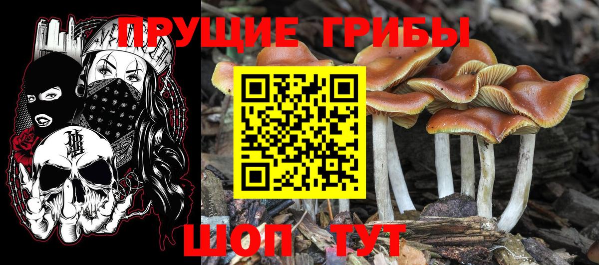 Бузулук  где найти   Вход с VPN  Псилоцибиновые грибы MAGIC MUSHROOMS 